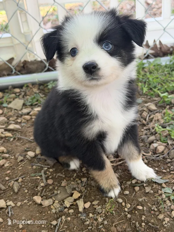 Tiny toy McKinley 1blue eye male Easter special  – Toy Australian Shepherd puppy for sale in Winchester, VA