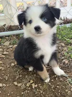 Tiny toy McKinley 1blue eye male Easter special , a male Toy Australian Shepherd for sale in Winchester, VA – Photo 1 of 2