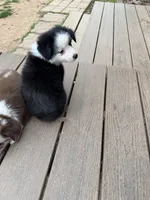 Tiny toy Patches blue eye REDUCED, a male Toy Australian Shepherd for sale in Winchester, VA – Photo 3 of 6