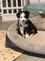 Tiny toy Patches blue eye , a male Toy Australian Shepherd for sale in Winchester, VA – Photo 3 of 4