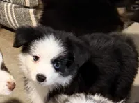 Tiny toy Patches blue eye REDUCED, a male Toy Australian Shepherd for sale in Winchester, VA – Photo 6 of 6