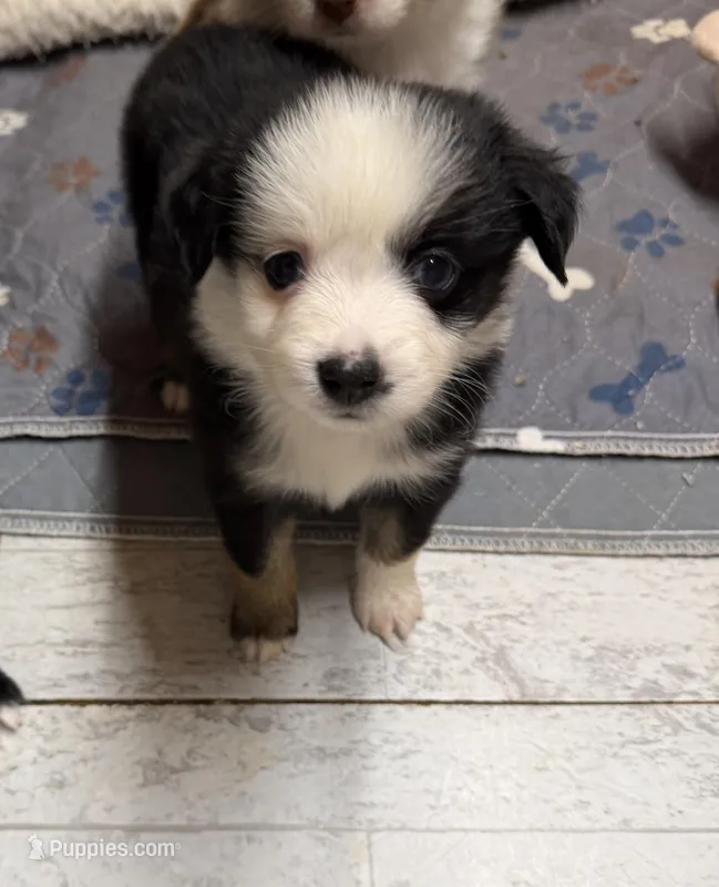 McKinley 1blue eye male Easter special  – Toy Australian Shepherd puppy for sale in Winchester, VA