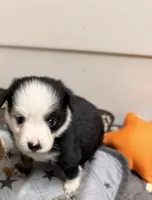 McKinley 1blueeye, a male Toy Australian Shepherd for sale in Winchester, VA – Photo 3 of 3