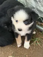 Tiny toy McKinley 1blue eye male Easter special , a male Toy Australian Shepherd for sale in Winchester, VA – Photo 2 of 2