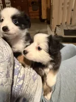 Tiny toy Patches blue eye , a male Toy Australian Shepherd for sale in Winchester, VA – Photo 4 of 4