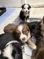 McKinley 1blue eye male Easter special , a male Toy Australian Shepherd for sale in Winchester, VA – Photo 2 of 2