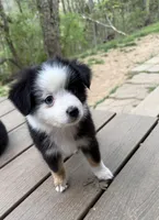 Tiny toy Patches blue eye REDUCED, a male Toy Australian Shepherd for sale in Winchester, VA – Photo 2 of 6