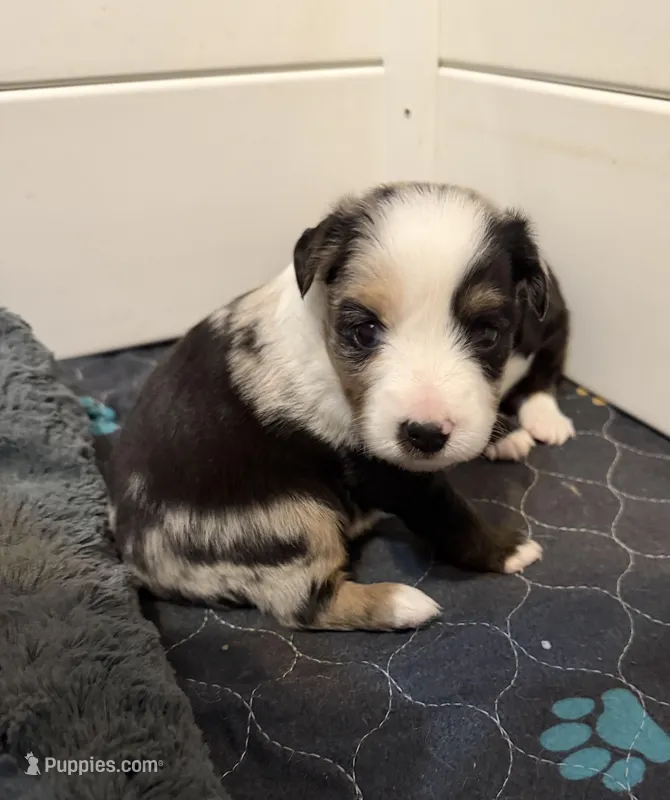 Jodi girl – Toy Australian Shepherd puppy for sale in Winchester, VA