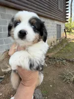 Tiny toy Bluey  blue Merle , a female Toy Australian Shepherd for sale in Winchester, VA – Photo 3 of 4