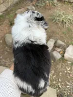 Tiny toy Bluey  blue Merle , a female Toy Australian Shepherd for sale in Winchester, VA – Photo 4 of 4