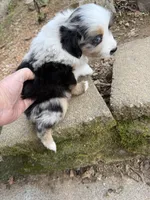 Tiny toy Bluey  blue Merle , a female Toy Australian Shepherd for sale in Winchester, VA – Photo 2 of 4
