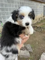 Tiny toy Bluey  blue Merle , a female Toy Australian Shepherd for sale in Winchester, VA – Photo 1 of 4