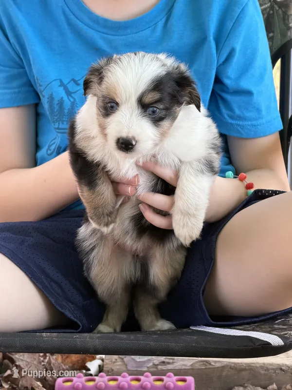 Jodi girl self bi Merle Easter special  – Toy Australian Shepherd puppy for sale in Winchester, VA