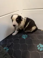 Jodi girl, a female Toy Australian Shepherd for sale in Winchester, VA – Photo 3 of 3