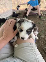 Jodi girl self bi Merle Easter special , a female Toy Australian Shepherd for sale in Winchester, VA – Photo 2 of 3