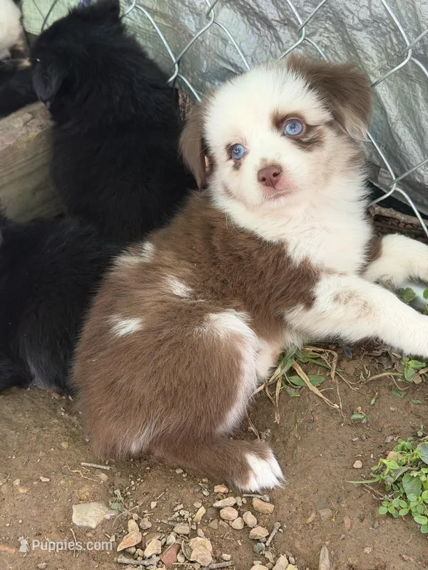 Red Merle McKinley/blue eyes Easter special  – Miniature Australian Shepherd puppy for sale in Winchester, VA