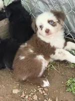Red Merle McKinley/blue eyes Easter special , a female Miniature Australian Shepherd for sale in Winchester, VA – Photo 1 of 3