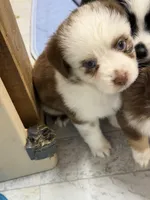 Red Merle McKinley/blue eyes, a female Miniature Australian Shepherd for sale in Winchester, VA – Photo 2 of 3