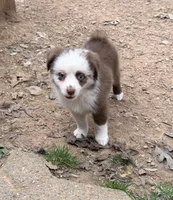 Daffodil unique/rareRED MERLE BI/ w blue eyesSPECIAL , a female Miniature Australian Shepherd for sale in Winchester, VA – Photo 2 of 6