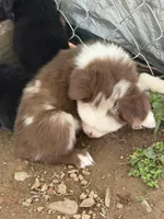 Red Merle McKinley/blue eyes Easter special , a female Miniature Australian Shepherd for sale in Winchester, VA – Photo 3 of 3