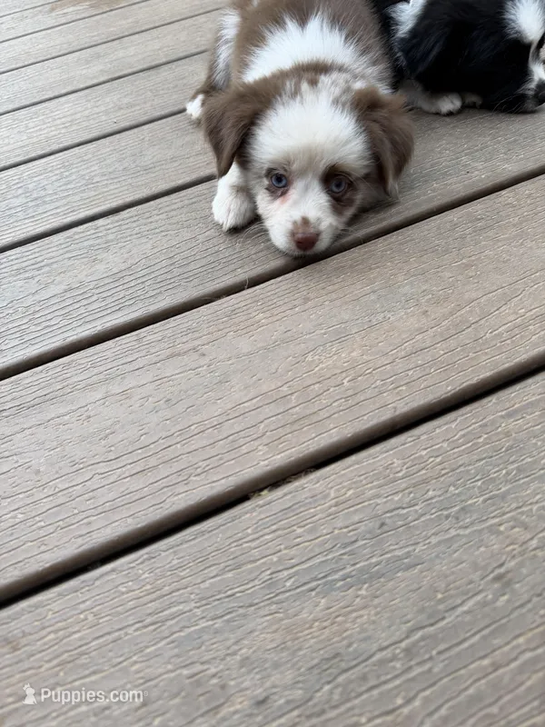 Daffodil unique/rareRED MERLE BI/ w blue eyesSPECIAL  – Miniature Australian Shepherd puppy for sale in Winchester, VA