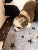 Red Merle McKinley, a female Toy Australian Shepherd for sale in Winchester, VA – Photo 5 of 5