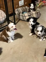 Daffodil unique/rareRED MERLE BI/ w blue eyesSPECIAL , a female Miniature Australian Shepherd for sale in Winchester, VA – Photo 5 of 6