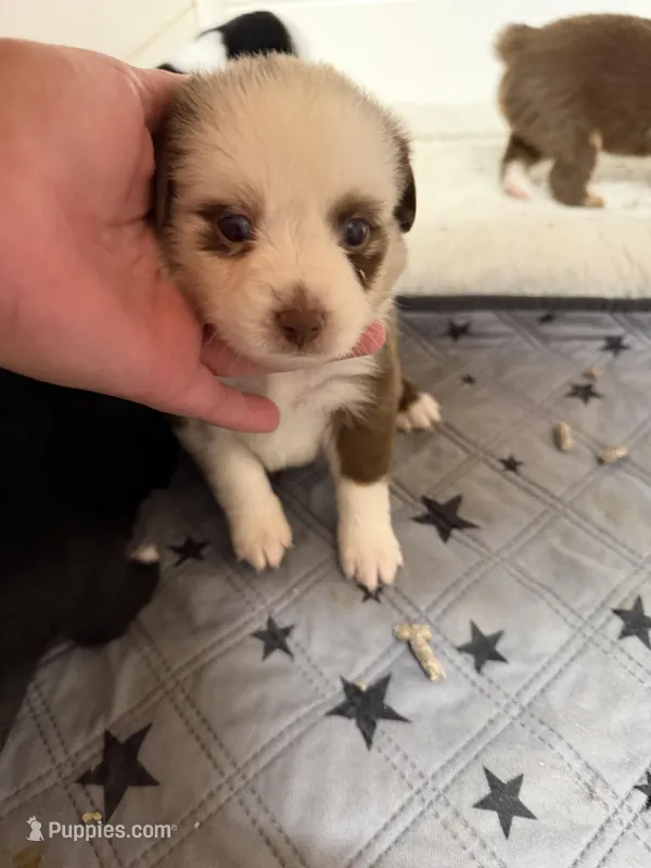 Red Merle McKinley – Toy Australian Shepherd puppy for sale in Winchester, VA