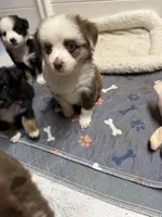 Red Merle McKinley/blue eyes Easter special , a female Toy Australian Shepherd for sale in Winchester, VA – Photo 3 of 4