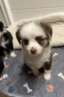 Red Merle McKinley/blue eyes Easter special , a female Toy Australian Shepherd for sale in Winchester, VA – Photo 2 of 4