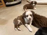 Red Merle Daffodil two blue eyes , a female Toy Australian Shepherd for sale in Winchester, VA – Photo 3 of 6