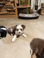 Red Merle Daffodil two blue eyes , a female Toy Australian Shepherd for sale in Winchester, VA – Photo 2 of 6