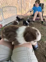 Red Merle McKinley/blue eyes Easter special , a female Miniature Australian Shepherd for sale in Winchester, VA – Photo 2 of 3
