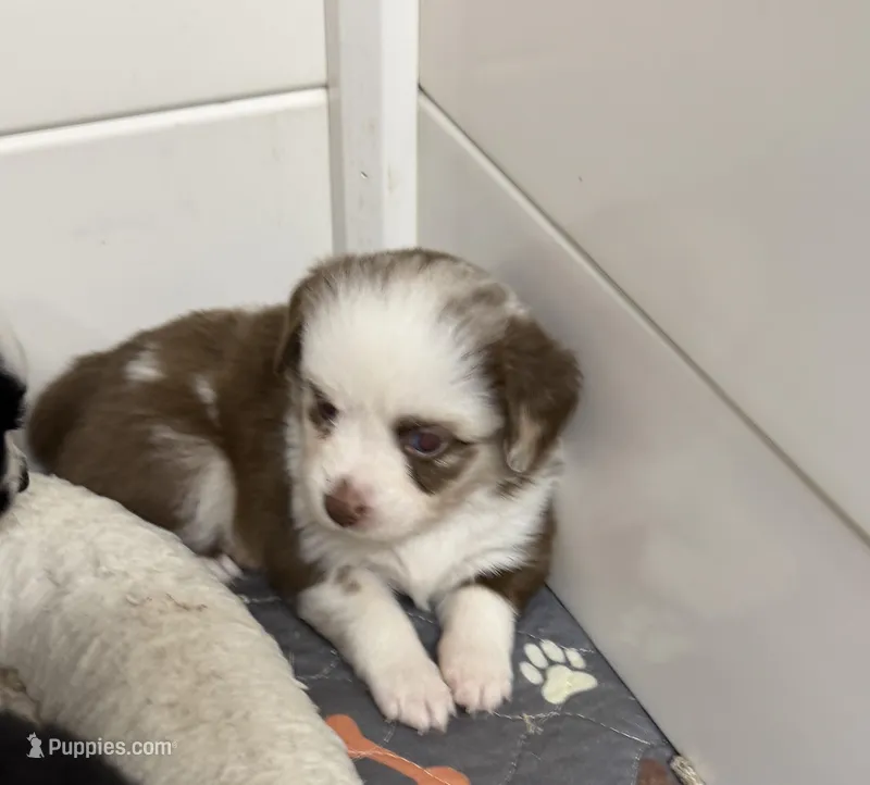 Red Merle McKinley, a female Toy Australian Shepherd for sale in Winchester, VA – Photo 1 of 5