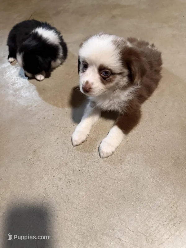 Red Merle Daffodil two blue eyes  – Toy Australian Shepherd puppy for sale in Winchester, VA