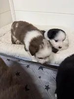 Red Merle McKinley, a female Toy Australian Shepherd for sale in Winchester, VA – Photo 4 of 5