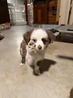 Daffodil two blue eyes , a female Miniature Australian Shepherd for sale in Winchester, VA – Photo 2 of 6