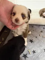 Red Merle McKinley, a female Toy Australian Shepherd for sale in Winchester, VA – Photo 3 of 5