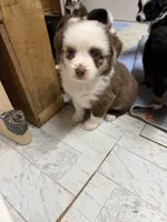 Red Merle McKinley/blue eyes, a female Miniature Australian Shepherd for sale in Winchester, VA – Photo 1 of 3