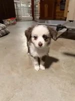 Daffodil two blue eyes , a female Miniature Australian Shepherd for sale in Winchester, VA – Photo 3 of 6