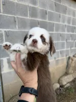 Red Merle Daffodil two blue eyes , a female Toy Australian Shepherd for sale in Winchester, VA – Photo 5 of 6