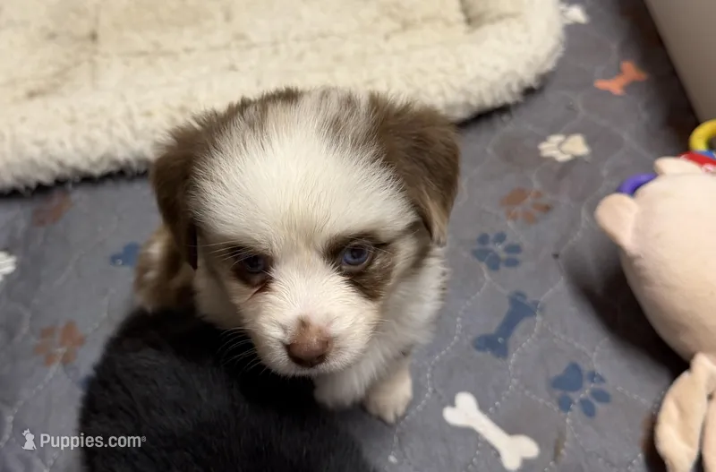 Red Merle McKinley/blue eyes – Miniature Australian Shepherd puppy for sale in Winchester, VA