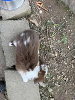 Red Merle Daffodil two blue eyes , a female Toy Australian Shepherd for sale in Winchester, VA – Photo 6 of 6