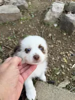 Red Merle Daffodil two blue eyes , a female Toy Australian Shepherd for sale in Winchester, VA – Photo 4 of 6