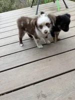 Daffodil unique/rareRED MERLE BI/ w blue eyesSPECIAL , a female Miniature Australian Shepherd for sale in Winchester, VA – Photo 3 of 6