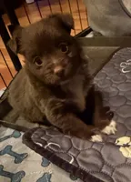 Nutmeg red tri, a female Toy Australian Shepherd for sale in Winchester, VA – 2 of 4