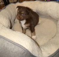 Daisy red Tri , a female Toy Australian Shepherd for sale in Winchester, VA – 3 of 3