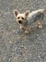 Sawyer, a female Yorkshire Terrier for sale in Winchester, VA – 2 of 2