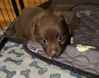 Nutmeg red tri, a female Toy Australian Shepherd for sale in Winchester, VA – 4 of 4