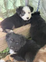 Tiny toy Jodi boy blue eyes Easter special, a male Toy Australian Shepherd for sale in Winchester, VA – Photo 2 of 2